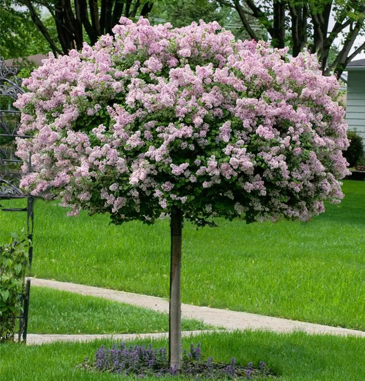 Meyer's Flieder, Stamm
