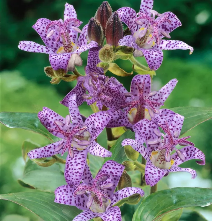 Japanische Krötenlilie