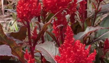 Zum Vergrößern klicken Bildvorschau