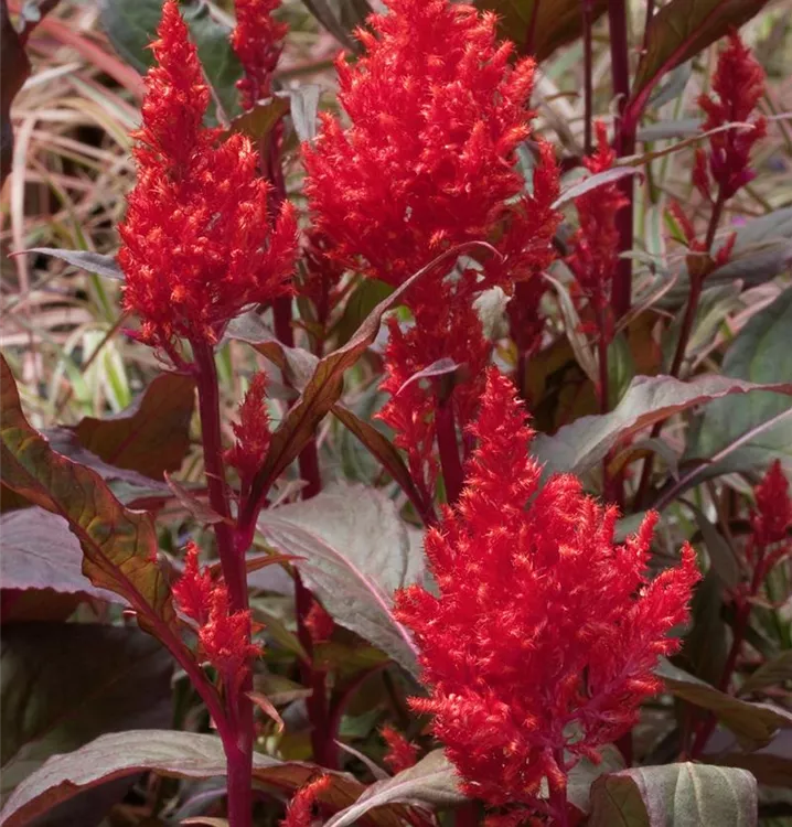 Federbusch-Celosie Federbusch-Celosie