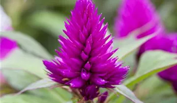 Zum Vergrößern klicken Bildvorschau