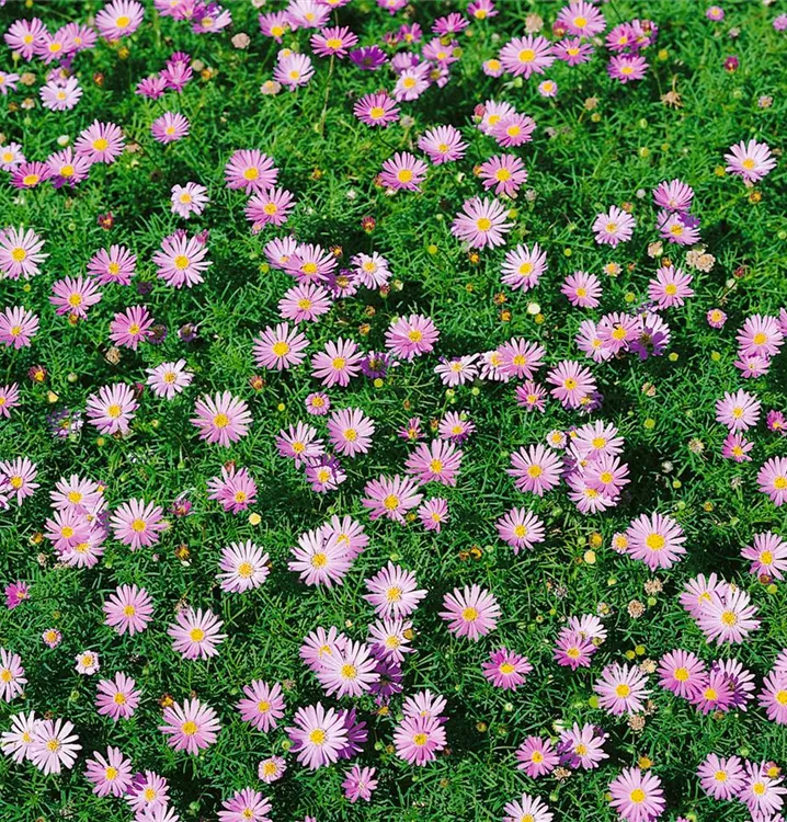 Blaues Gänseblümchen