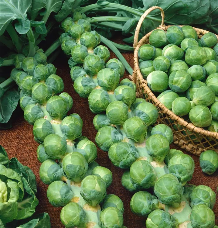 Rosenkohl