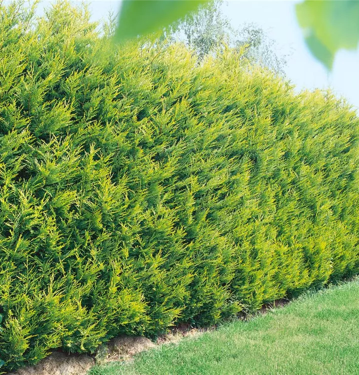 Gelbe Baumzypresse 'Castlewellan Gold'