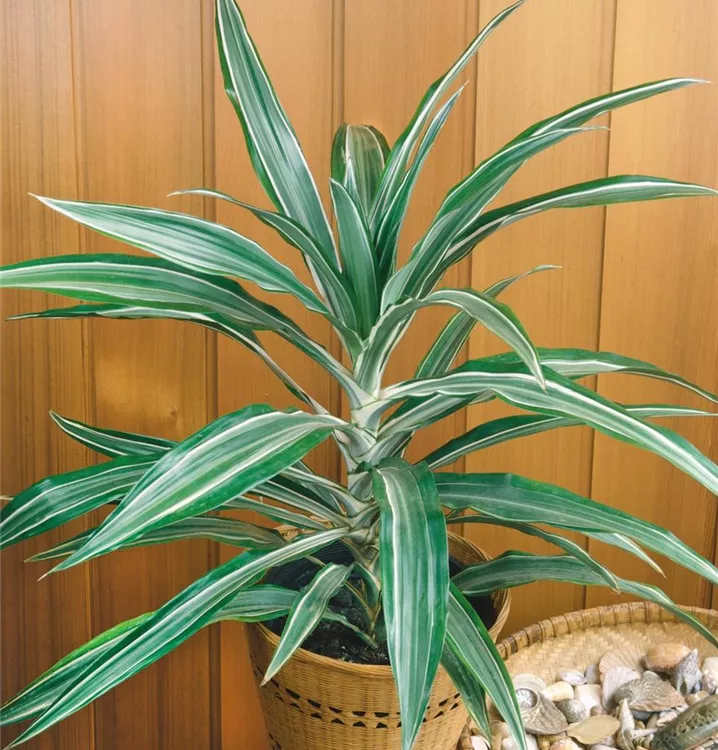 Drachenbaum