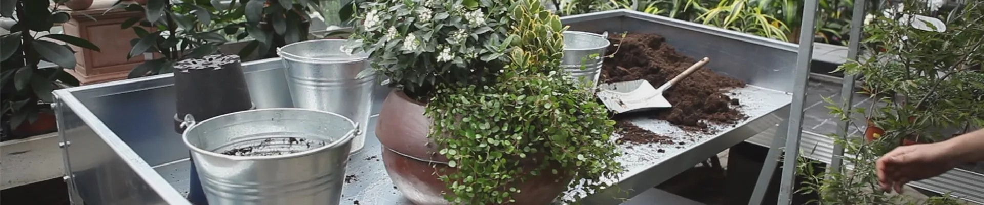 Blumenkübel - Dauerhafte Bepflanzung (thumbnail).jpg Blumenkübel - Dauerhafte Bepflanzung (thumbnail).jpg