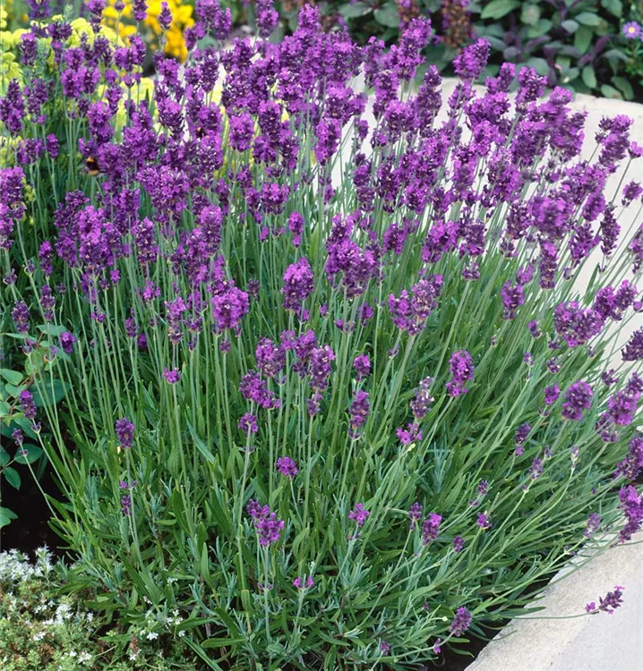 Echter Lavendel Echter Lavendel