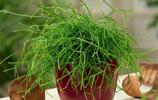 Rhipsalis