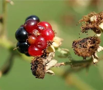 Brombeergallmilbe