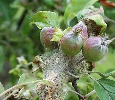 Apfelbaumgespinstmotte Apfelbaumgespinstmotte