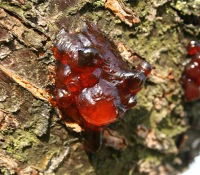 Gummifluss an Kirschen