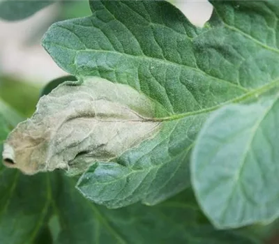 Kraut- und Braunfäule an Tomaten