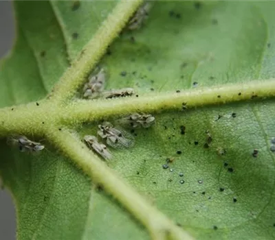 Netzwanze an Platanen