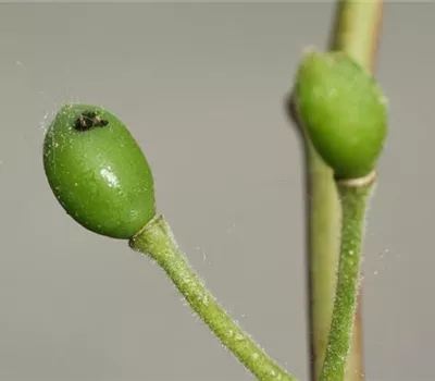 Pflaumensägewespe
