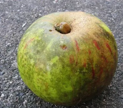 Rußfleckenkrankheit bei Äpfeln Rußfleckenkrankheit bei Äpfeln