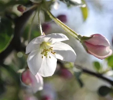 Ein guter Start ins Gartenjahr mit dem Obstbaumschnitt im Frühling