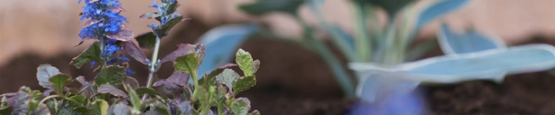 Kriechender Günsel Einpflanzen im Garten (thumbnail).jpg Kriechender Günsel Einpflanzen im Garten (thumbnail).jpg