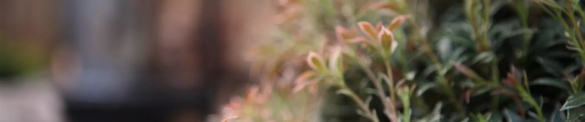 Japanisches Schattenglöckchen - Einpflanzen in den Garten (Thumbnail).jpg Japanisches Schattenglöckchen - Einpflanzen in den Garten (Thumbnail).jpg