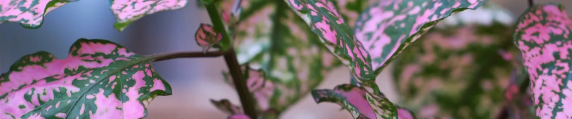 Punktblatt - Einpflanzen im Garten (Thumbnail).jpg Punktblatt - Einpflanzen im Garten (Thumbnail).jpg