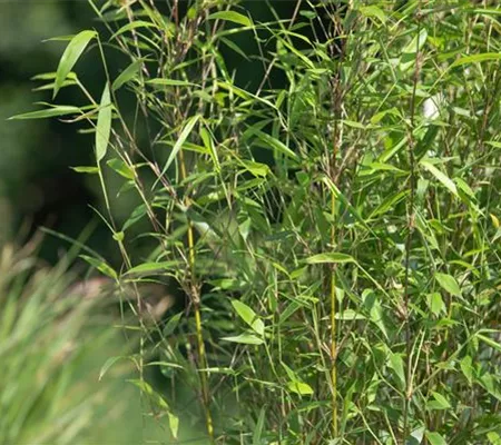 Bambus – das exotische Multitalent im Garten