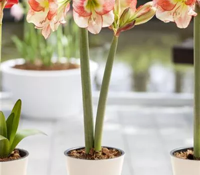 Amaryllis weiterpflegen Amaryllis weiterpflegen