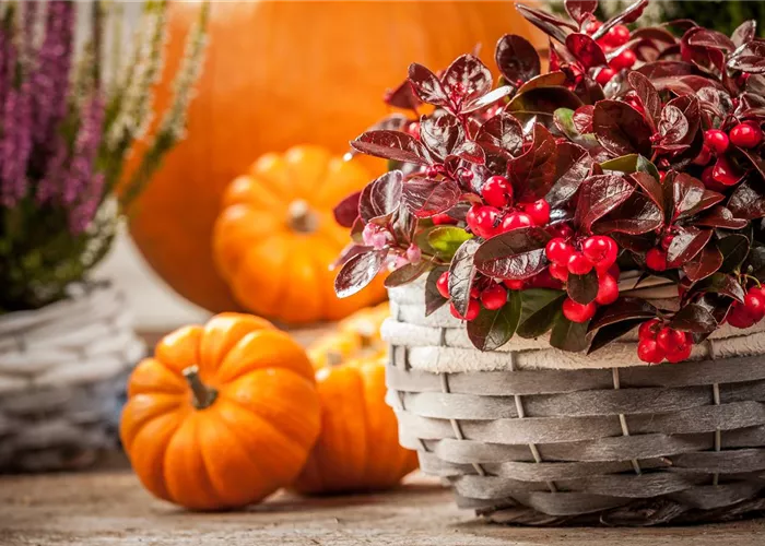 Die Haustür als Visitenkarte – Ideen für die herbstliche Dekoration Die Haustür als Visitenkarte – Ideen für die herbstliche Dekoration