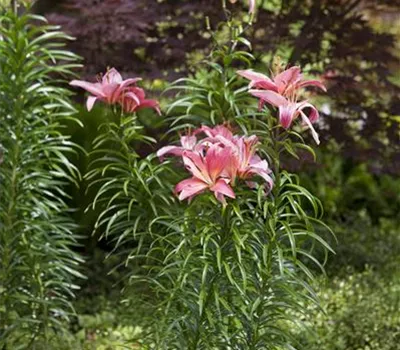 Pflanzzeit für Lilien Pflanzzeit für Lilien