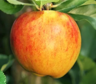 Obstbaum pflanzen: Apfel nach Apfel? Obstbaum pflanzen: Apfel nach Apfel?