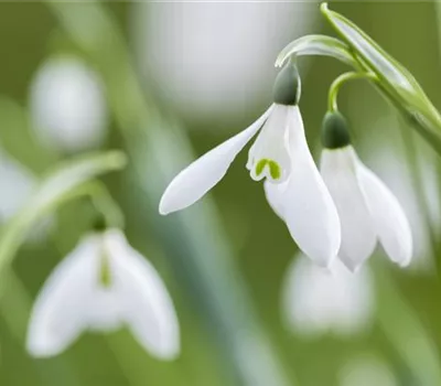 Schneeglöckchen richtig pflanzen Schneeglöckchen richtig pflanzen