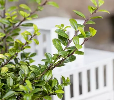 Funkien Tee Bonsai richtig pflegen Funkien Tee Bonsai richtig pflegen