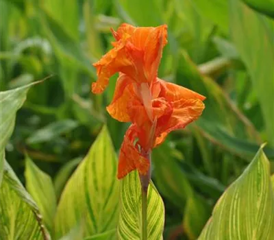 Indisches Blumenrohr überwintern Indisches Blumenrohr überwintern
