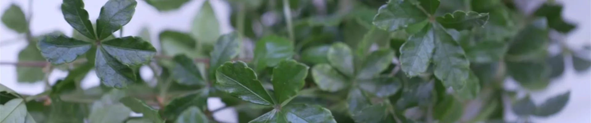 Russischer Wein - Umtopfen (Thumbnail).jpg