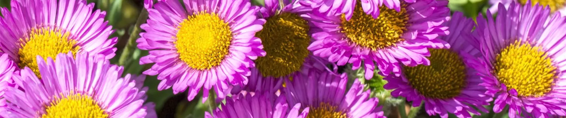 Feinstrahl - Einpflanzen im Garten (Thumbnail).jpg Feinstrahl - Einpflanzen im Garten (Thumbnail).jpg