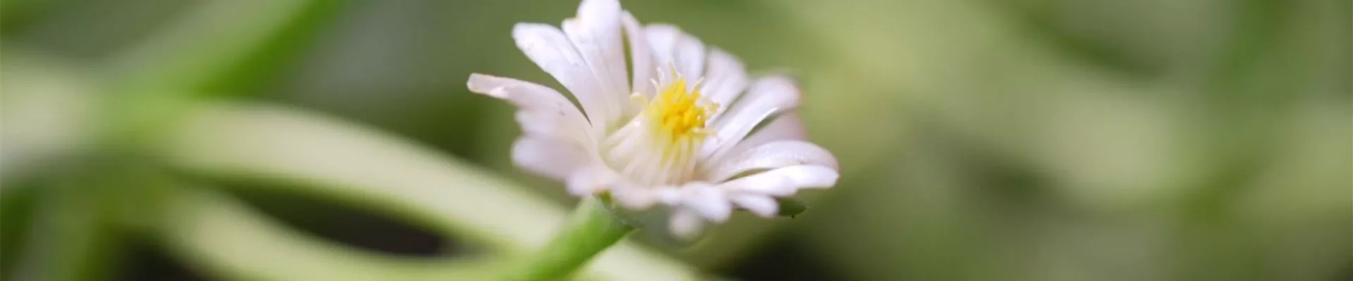Kriechende Mittagsblume - Einpflanzen im Garten (Thumbnail).jpg Kriechende Mittagsblume - Einpflanzen im Garten (Thumbnail).jpg