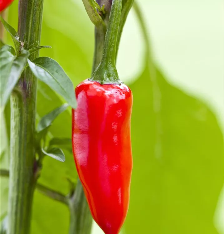 Mini-Chili