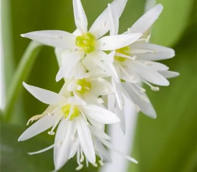 Bärlauch im eigenen Garten Bärlauch im eigenen Garten