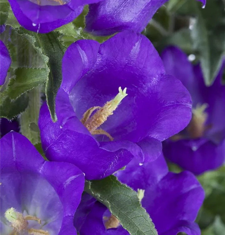 Marien-Glockenblume