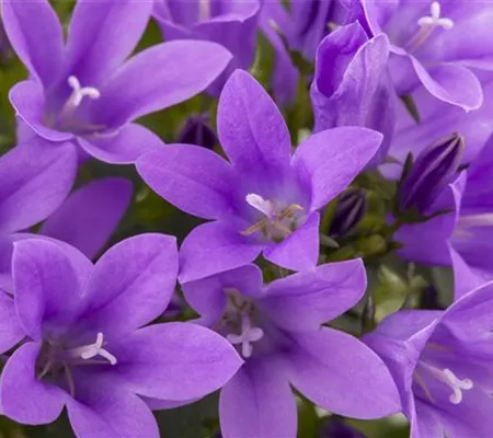 Die Glockenblume als perfekter Nachbar im Garten