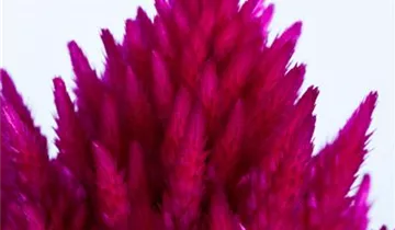 Zum Vergrößern klicken Bildvorschau