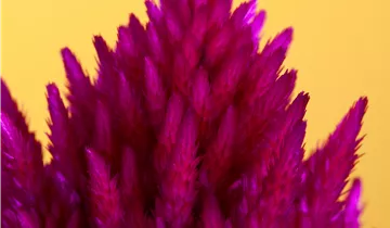 Zum Vergrößern klicken Bildvorschau