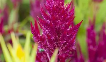 Zum Vergrößern klicken Bildvorschau