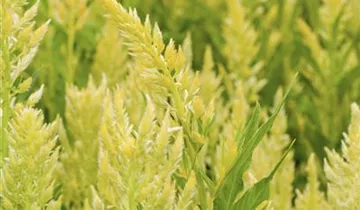 Zum Vergrößern klicken Bildvorschau