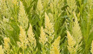 Zum Vergrößern klicken Bildvorschau