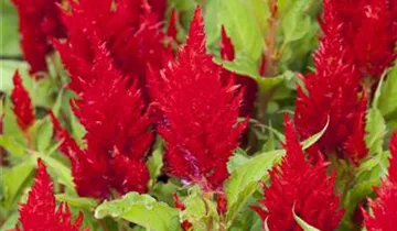 Zum Vergrößern klicken Bildvorschau