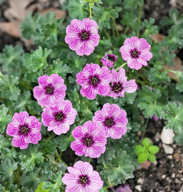 Aschgrauer Storchschnabel