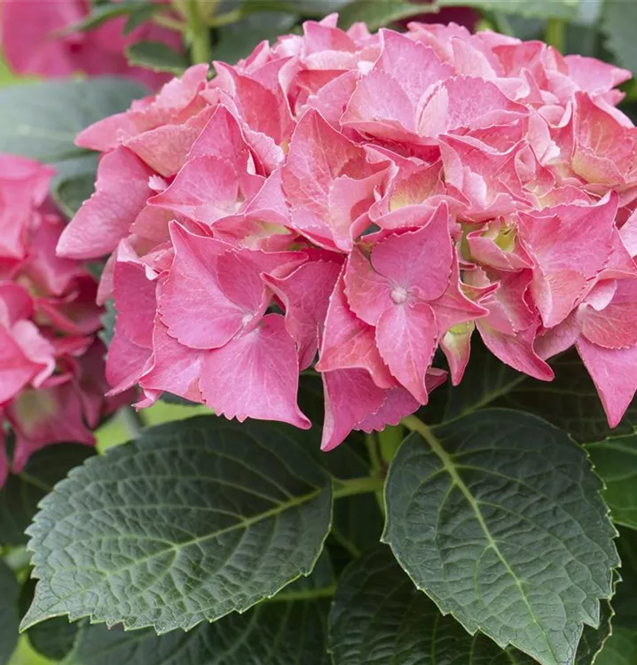 Bauernhortensie 'Everbloom'