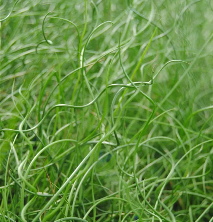 Spiralige Garten-Binse