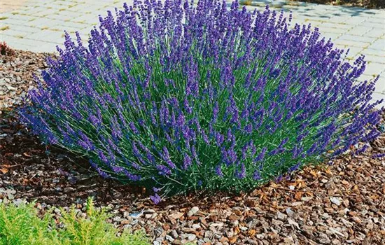 Echter Lavendel 'Hidcote' Echter Lavendel 'Hidcote'