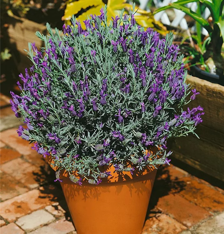 Gezähnter Lavendel Gezähnter Lavendel