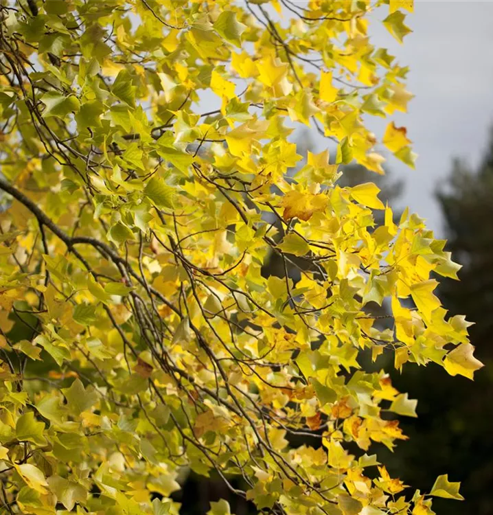 Amerikanischer Tulpenbaum